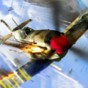 warplanes:ww2破解版
